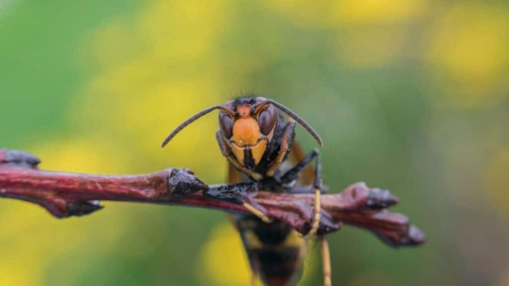 Ils vivent près de chez vous: ces 8 animaux sont les plus dangereux de France