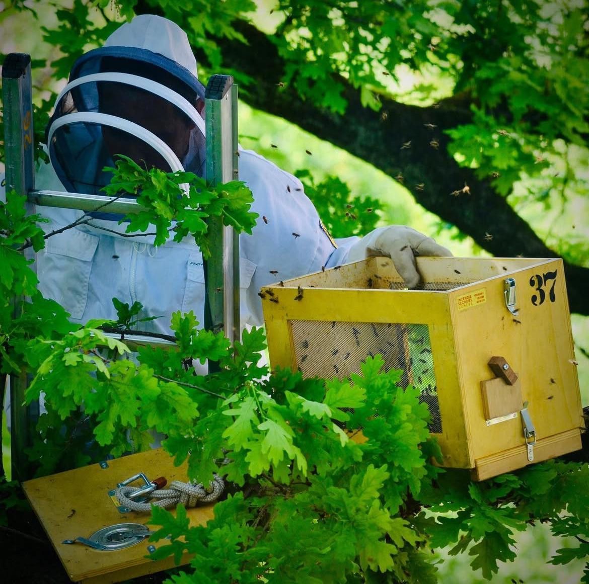 Apiculteur en combinaison blanche installant une ruche jaune dans un arbre vert. Apiculteur en combinaison blanche installant une ruche jaune dans un arbre vert.