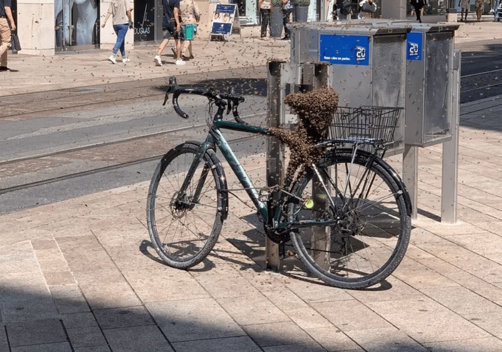 Un essaim d'abeilles a atterri sur un vélo garé, entourant la selle dans une rue animée avec des piétons en arrière-plan. Un essaim d'abeilles a atterri sur un vélo garé, entourant la selle dans une rue animée avec des piétons en arrière-plan.