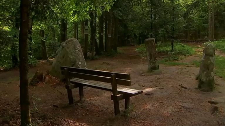 Le lieu de découverte de la chouette dorée, à Dabo, à Moselle.