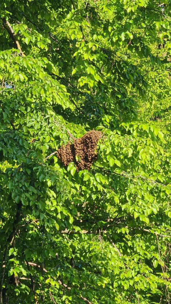 Les graisses d'abeilles sont accrochées à une branche d'arbre parmi les feuilles vertes. Les graisses d'abeilles sont accrochées à une branche d'arbre parmi les feuilles vertes.
