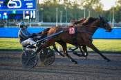 La photo de Katouchka est arrivée PMU Prix de Guericke à Paris Vincennes