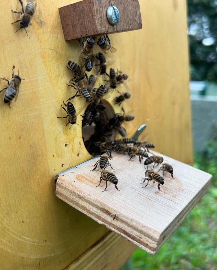 Les abeilles entrant et sortant une ruche en bois dans un jardin vert. Les abeilles entrant et sortant une ruche en bois dans un jardin vert.
