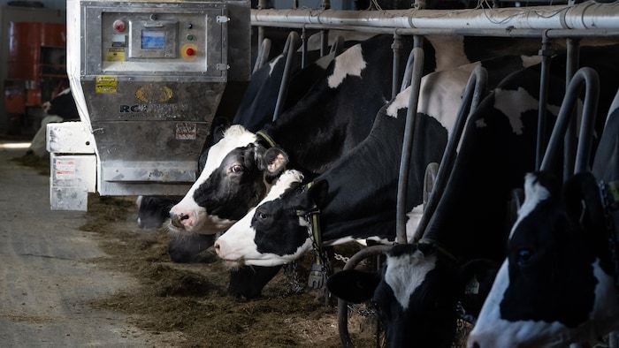 Les vaches sont alimentées par un distributeur automatique.