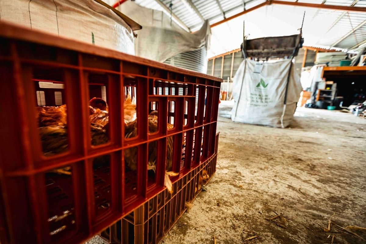 Dans le gros sac, accumulez les cadavres de la volaille tués par la grêle. Les poulets blessés étaient abritées dans des boîtes.