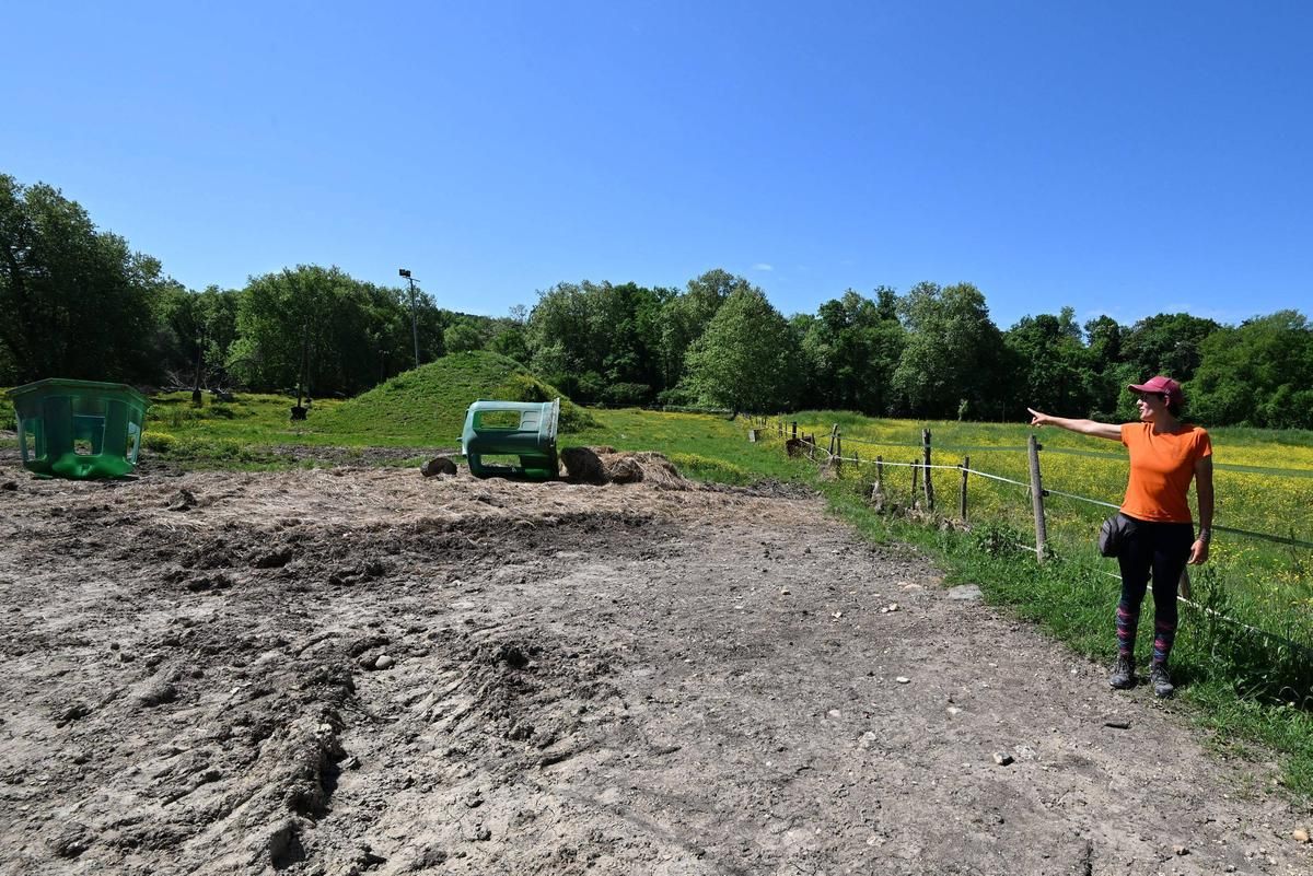 Les chevaux du centre équestre le fouet Trélissac n'ont pas encore trouvé leur place dans les prairies qui longent la voie verte.