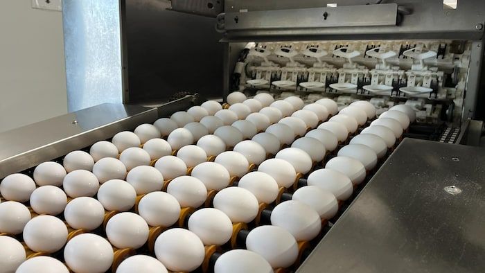 Les œufs sont analysés et nettoyés à la ferme Richard ET Fils, à Abitibi.
