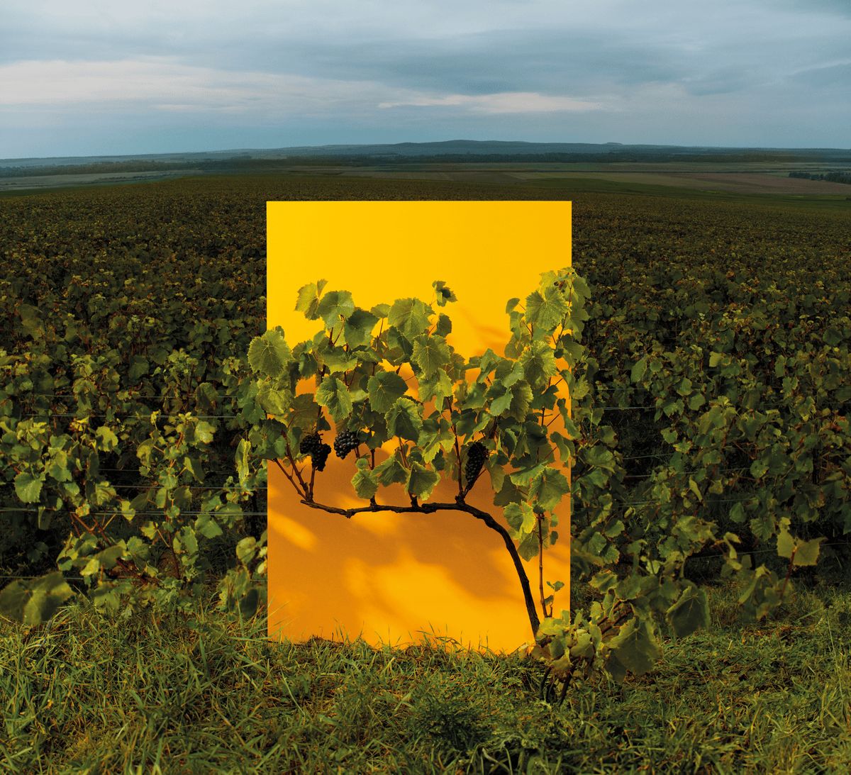 Un vignoble avec une toile jaune vif mettant en évidence une vigne avec des raisins sous un ciel nuageux. Un vignoble avec une toile jaune vif mettant en évidence une vigne avec des raisins sous un ciel nuageux.
