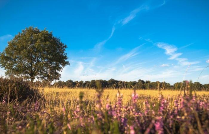 Après l’incendie du massif des gorges de Corong, comment éviter les incendies de forêt à l’avenir? – France – .