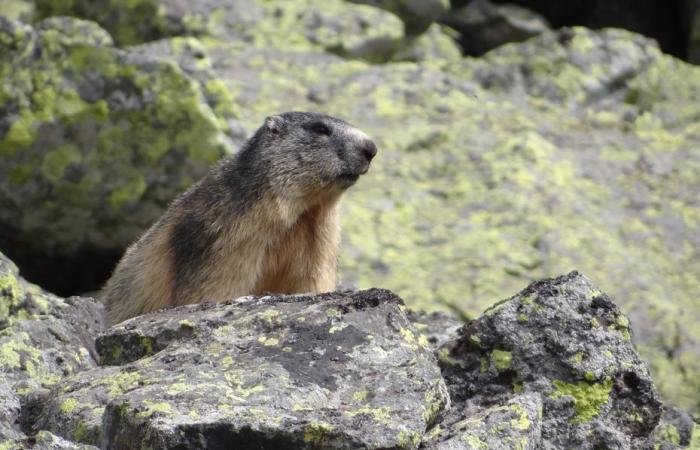 “C’est un coup dur mais pas une catastrophe et la nature se rétablira”, a déclaré le conservateur de la réserve naturelle – la France -.