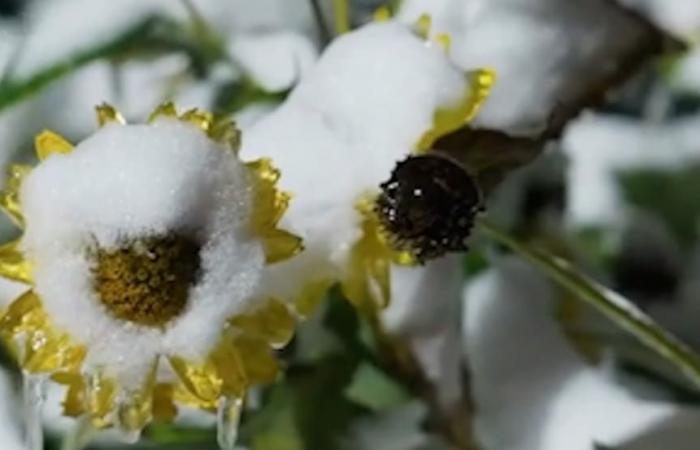 Des orages, des grêles et des rafales de vent: aujourd’hui est un risque de tempête ici!