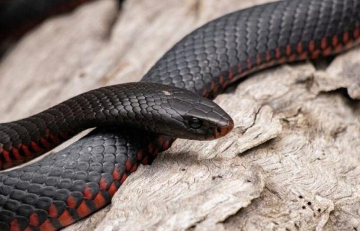 Un Américain qui s’est injecté avec le venin de serpent à l’origine d’un projet Universal Antivenin: News -.