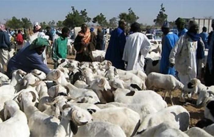 Le Sénégal recherche 250 000 moutons, principalement au Mali -.