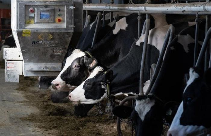 La fin de la gestion de l’offre pourrait coûter cher -.
