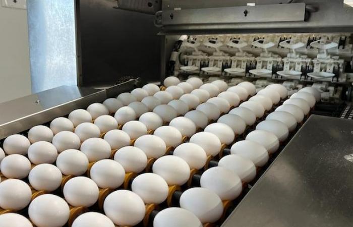 La fin de la gestion de l’offre pourrait coûter cher -.