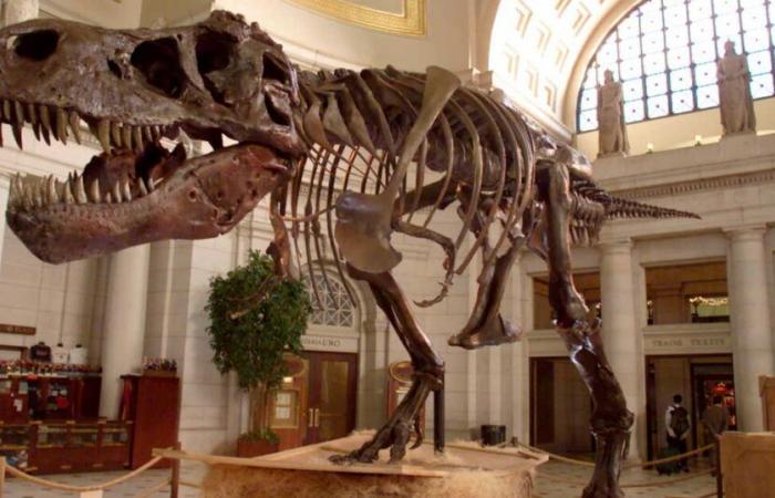 Le premier sac en cuir dinosaure émergera, basé sur l’ADN T-Rex -.