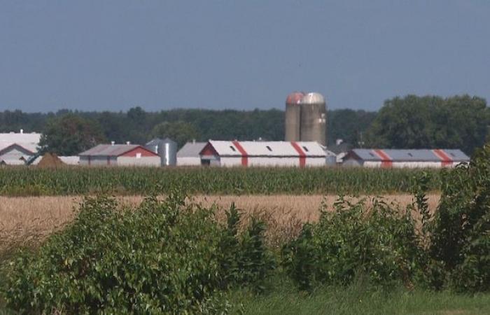 La fin de la gestion de l’offre pourrait coûter cher -.