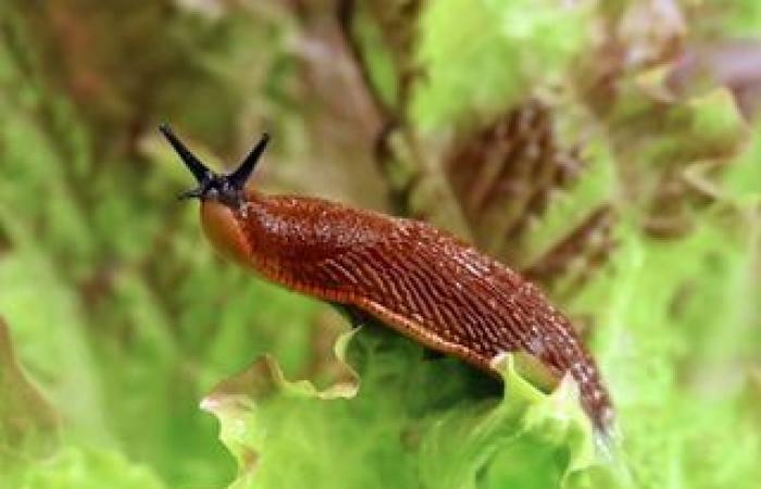 Comment les roches écrasées peuvent-elles transformer l’agriculture et le climat? -.