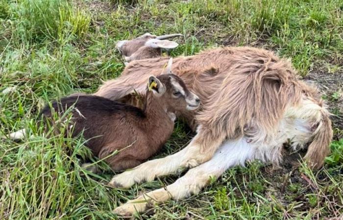 Trois chèvres meurent après avoir mangé du pain -.