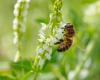 Les abeilles sont-elles en danger dans les villes? Les chercheurs pointent les fleurs qui fleurissent dans les parterres de fleurs urbaines… -.