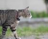 Un chat survit à une chute de 115 mètres dans un canyon, ses propriétaires périssent -.