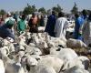 Le Sénégal recherche 250 000 moutons, principalement au Mali -.