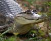 Un atterrissage d’urgence et 36 heures bloquées dans un marais entouré de Caimans -.