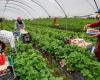 Les travailleurs saisonniers marocains ont leur premier syndicat -.